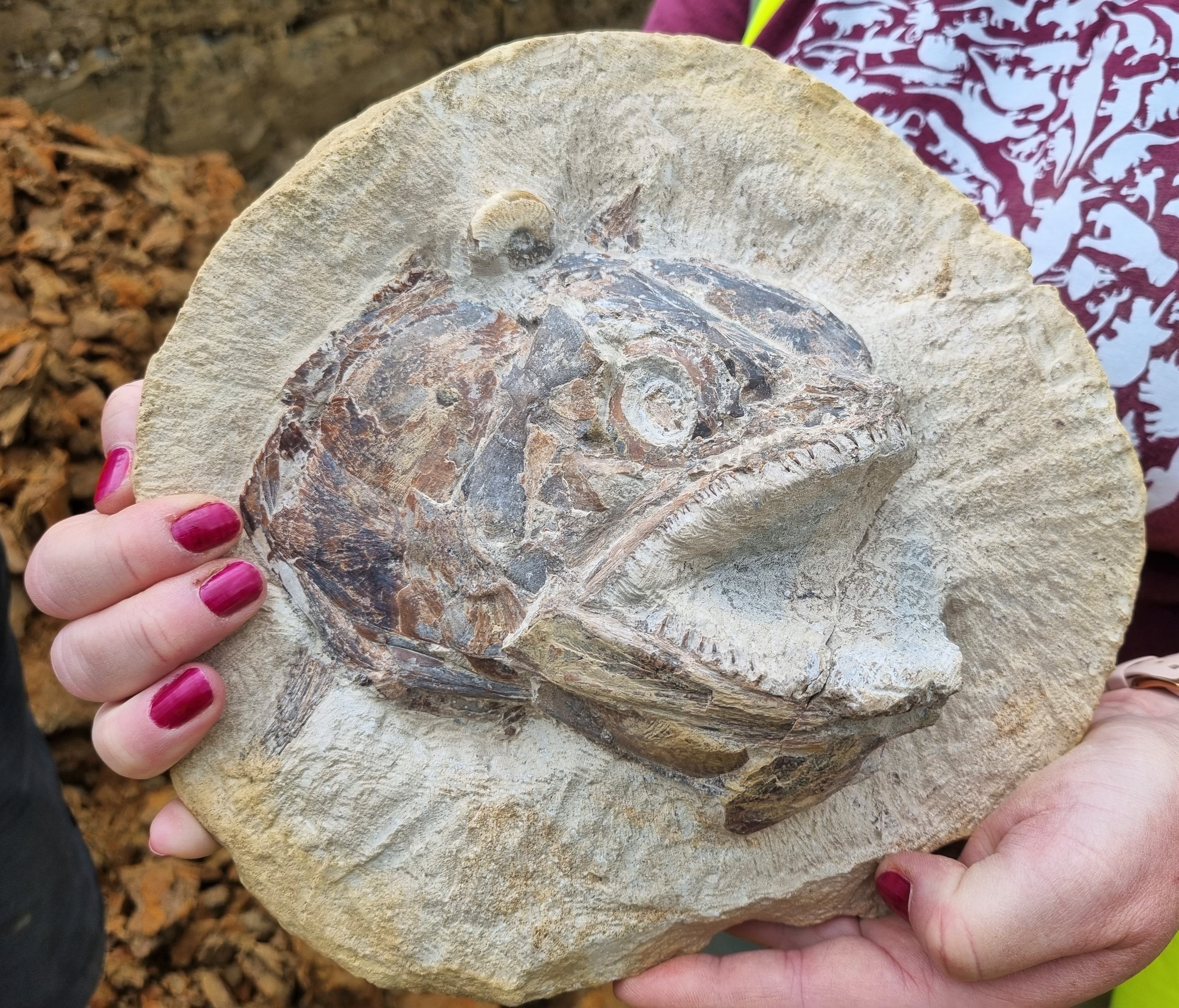 Eye-popping fossil fish found in cattle field | The Independent